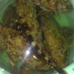 尼崎～芦屋エリア　胴突き仕掛けでガシラの釣果