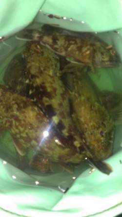 尼崎～芦屋エリア　胴突き仕掛けでガシラの釣…