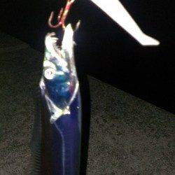 昨日夕方のリベンジに早朝4時半起きでワインドへ