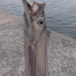 昨日夕方のリベンジに早朝4時半起きでワインドへ