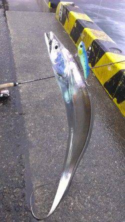 兵庫突堤　雨で釣り人が少ないタイミングにルアーでタチウオ10本