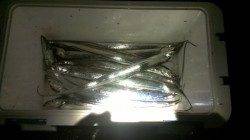 兵庫突堤　雨で釣り人が少ないタイミングにルアーでタチウオ10本