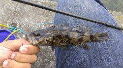 壁際たたいてタケノコメバル、トルクフルなパワーが◎