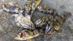 壁際たたいてタケノコメバル、トルクフルなパワーが◎