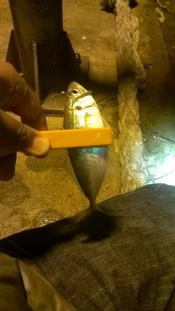 北公園の東の波止で、一時間のアジング短時間…