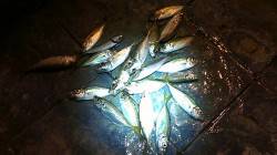 北公園でアジング、短時間でアジ21匹！