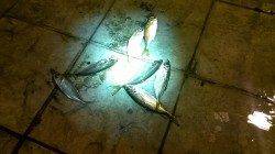 一時間半のアジング釣行