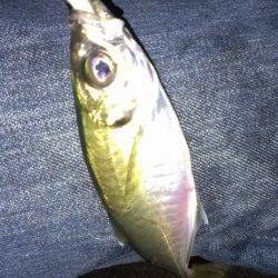 一時間半のアジング釣行