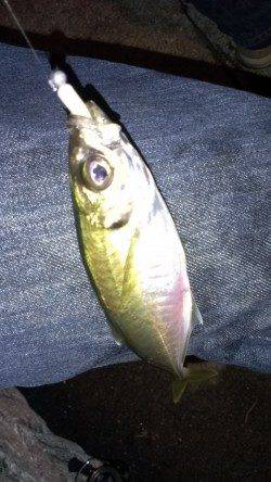 一時間半のアジング釣行