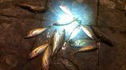 一時間半釣行のアジング釣行　23匹でタイム…