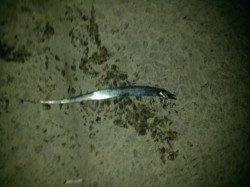 南塩谷で太刀魚、指三本サイズ【アタリは多かったです】