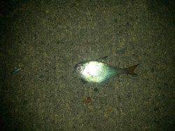 津井の波止　フカセ釣りでコロダイ狙い　夜は防寒着をオススメ