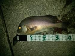 津井の波止　フカセ釣りでコロダイ狙い　夜は…