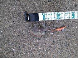 和歌浦漁港でエギング、コウイカの釣果