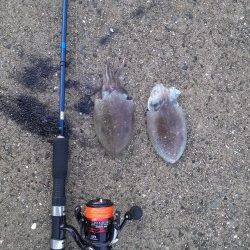 和歌浦漁港でエギング、コウイカの釣果