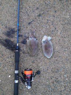 和歌浦漁港でエギング、コウイカの釣果