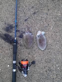 和歌浦漁港でエギング、コウイカの釣果