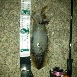 朝マズメのアオリイカ狙い　