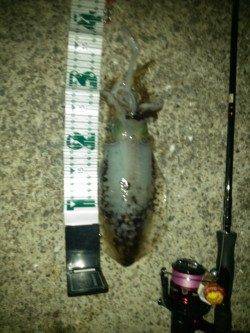 朝マズメのアオリイカ狙い　