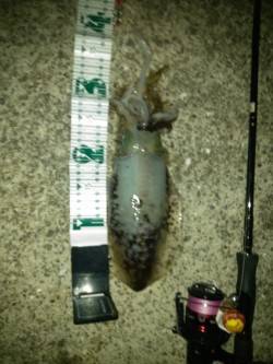 朝マズメのアオリイカ狙い　