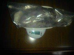 朝マズメのアオリイカ狙い　