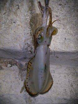 新浜漁港でエギング、２投目、3投目でそれぞれヒット