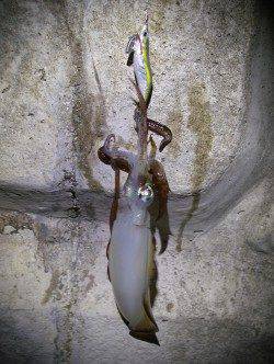 新浜漁港でエギング、２投目、3投目でそれぞれヒット