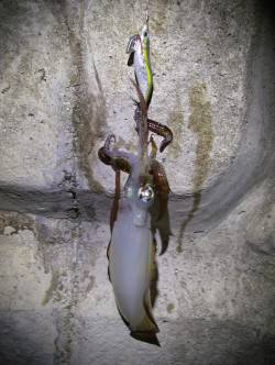 新浜漁港でエギング、２投目、3投目でそれぞ…