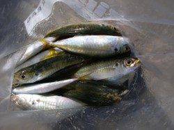 貝塚　サビキ釣りで足元は丸アジ・遠投でマアジ