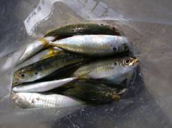 貝塚　サビキ釣りで足元は丸アジ・遠投でマア…