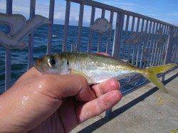 貝塚　サビキ釣りで足元は丸アジ・遠投でマアジ