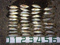 谷川漁港でアジング、楽しめるサイズになってきました！