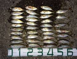 谷川漁港でアジング、楽しめるサイズになって…