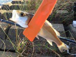 津居山でブッコミ釣り　セイゴが連発(((o(*ﾟ▽ﾟ*)o)))