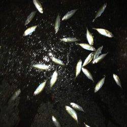 【舞洲アジング】開始から納竿まで当たり出続けました