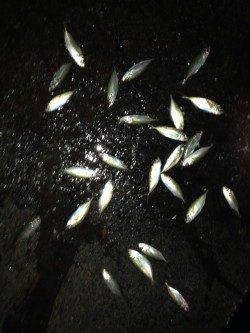 【舞洲アジング】開始から納竿まで当たり出続けました