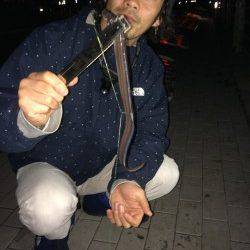 キビナゴをエサにガシラ27㎝&アナゴ