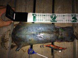 林崎漁港　エギ号数のローテーションで満足サイズのアオリイカ