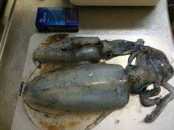 林崎漁港　エギ号数のローテーションで満足サイズのアオリイカ