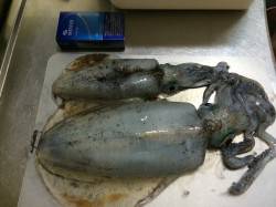 林崎漁港　エギ号数のローテーションで満足サ…