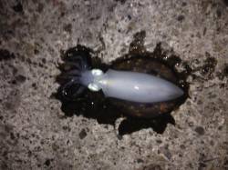 エギングでのアオリイカ釣果 in 香住東港…
