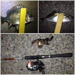 舞洲でアジング釣果、アジの活性が低く渋々状態