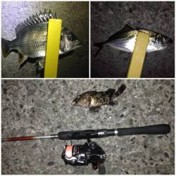 舞洲でアジング釣果、アジの活性が低く渋々状…