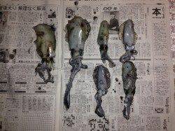 養老漁港でエギング、港内を点々とし合計6パイ