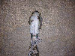 養老漁港でエギング、港内を点々とし合計6パイ