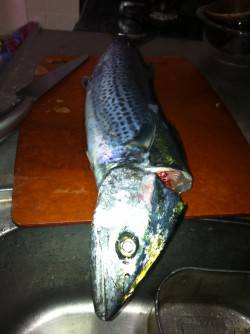 サゴシのジャンプでテンション↑