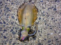 栗田漁港でエギング、アオリイカ胴長14～1…