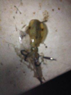 和歌浦漁港でのエギング釣果