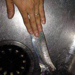 兵庫突堤でワインド、指3本75cmのタチウオＧＥＴ！