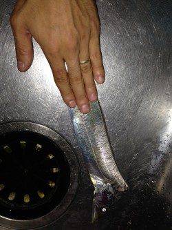 兵庫突堤でワインド、指3本75cmのタチウオＧＥＴ！